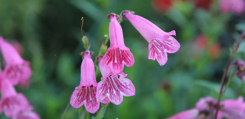 Hoe stek ik Penstemon?