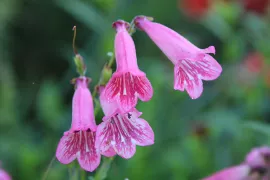 Hoe stek ik Penstemon?