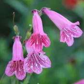 Hoe stek ik Penstemon?