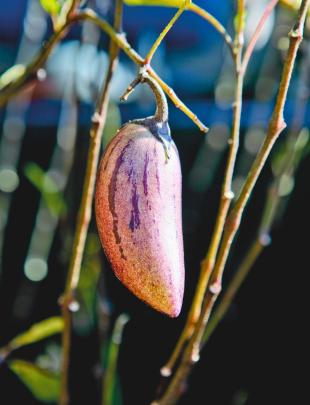 Pepino kweken: de meloenpeer die overwintert in het zwembad