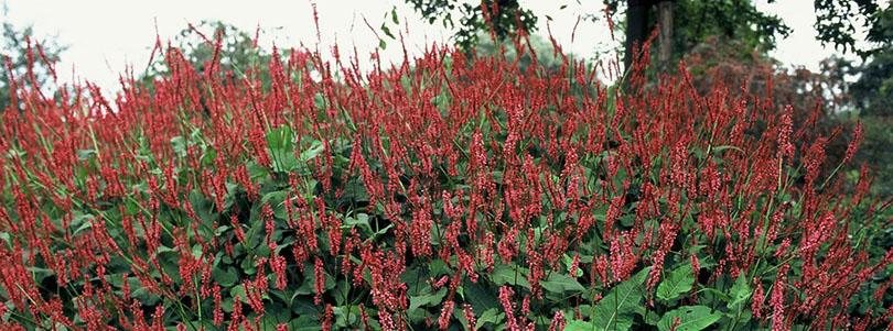 Planten voor een levende tuin
