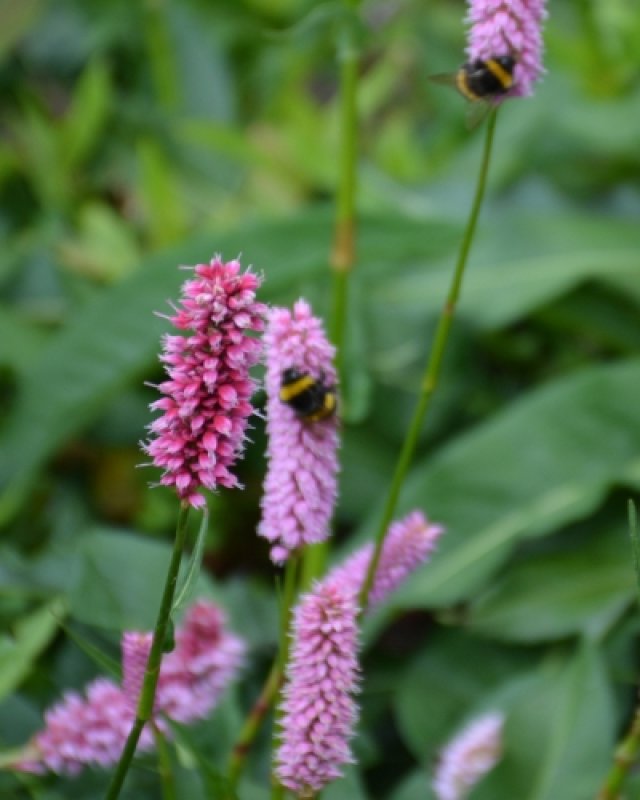 Bikkels voor een wadi: 7 sterke planten die alles aankunnen