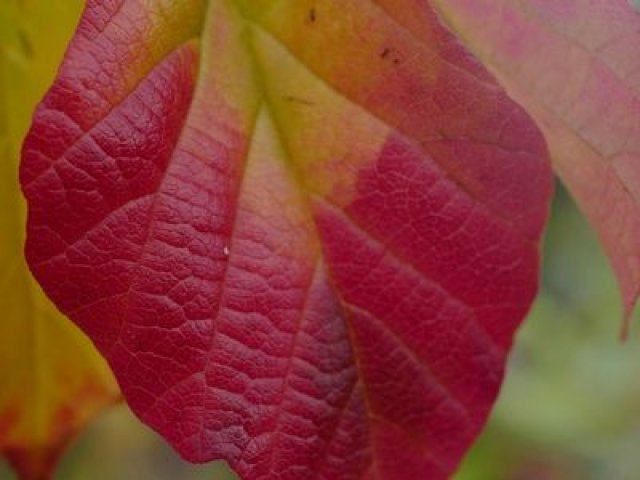 Herfstkleur in de tuin met deze 7 planten