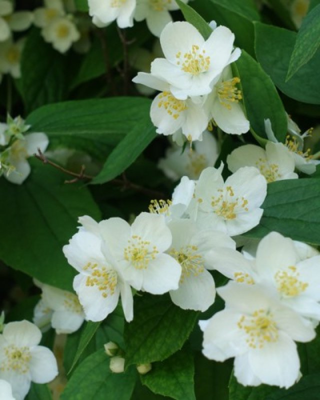 De beste solitaire struiken