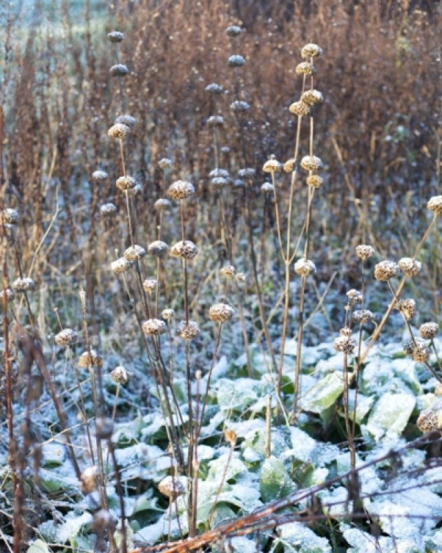 De beste planten met mooie wintersilhouetten