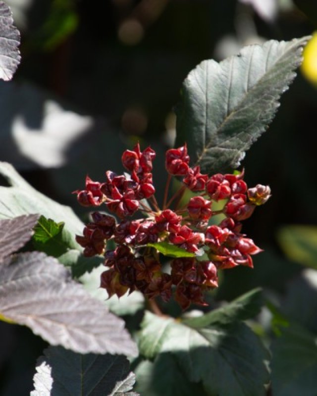 De beste solitaire struiken