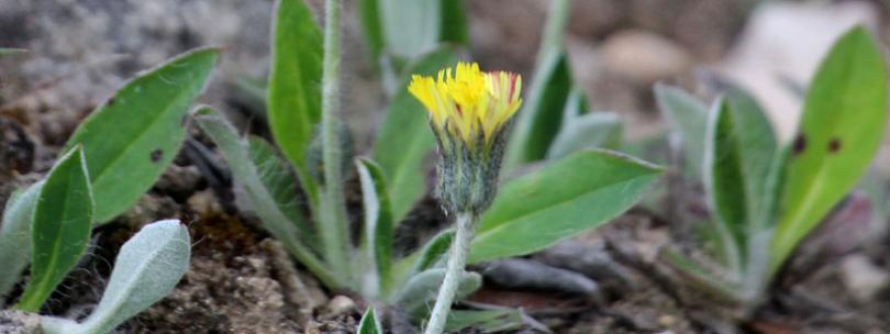Zelf inheemse havikskruiden zaaien