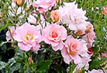 Lijst Excellence Rozen