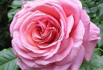 Lijst Excellence Rozen