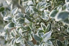 Pittosporum tenuifolium ‘Variegatum’