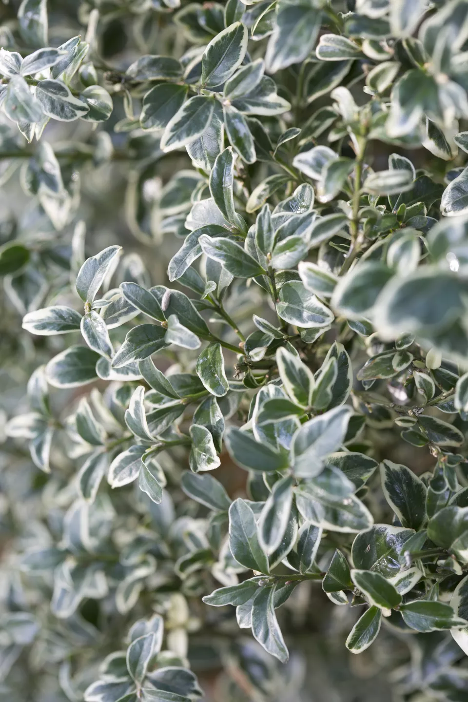 Afbeelding Pittosporum tenuifolium ‘Variegatum’