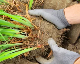 Vaste planten scheuren (video)