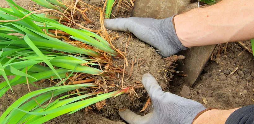 Vaste planten scheuren (video)