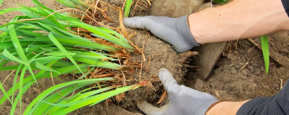 Afbeelding Vaste planten scheuren: zo doe je dat (video)