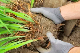 Vaste planten scheuren: zo doe je dat (video)