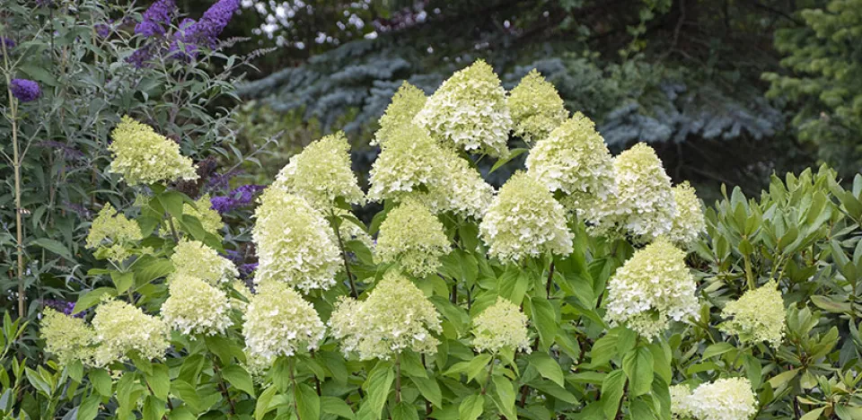 Afbeelding Pluimhortensia snoeien in het voorjaar: durf flink terug te knippen