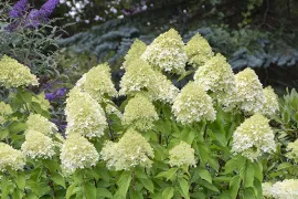 Pluimhortensia snoeien (video)