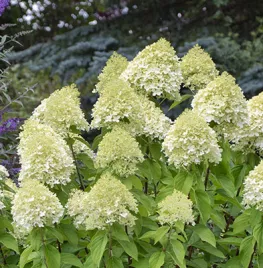 Pluimhortensia snoeien (video)