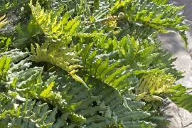 Polypodium vulgare