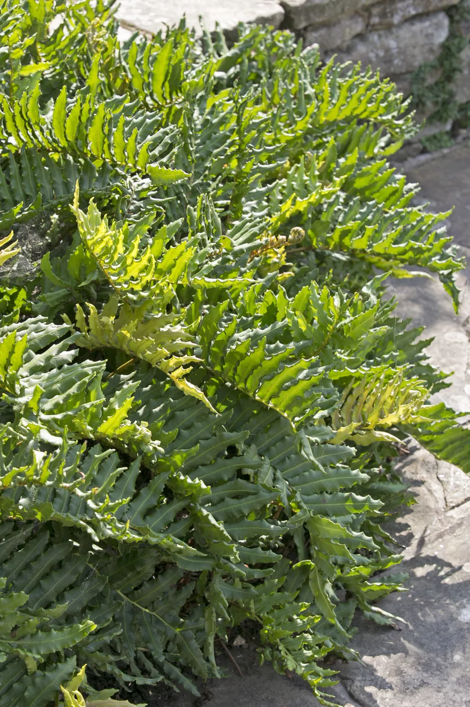Afbeelding Polypodium vulgare