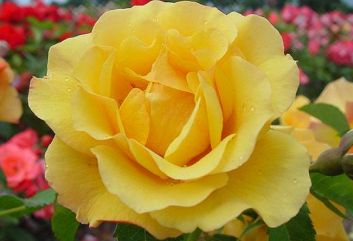 Lijst Excellence Rozen