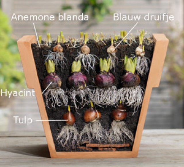 Kleurige bollenmix