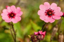Ganzerik (Potentilla): sterk, laag en slakbestendig