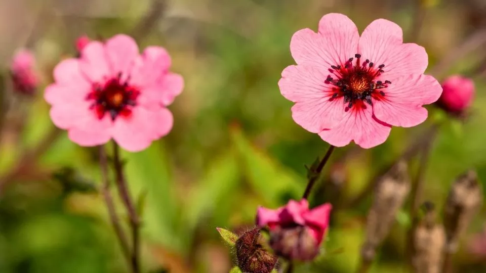 Afbeelding Ganzerik (Potentilla): sterk, laag en slakbestendig