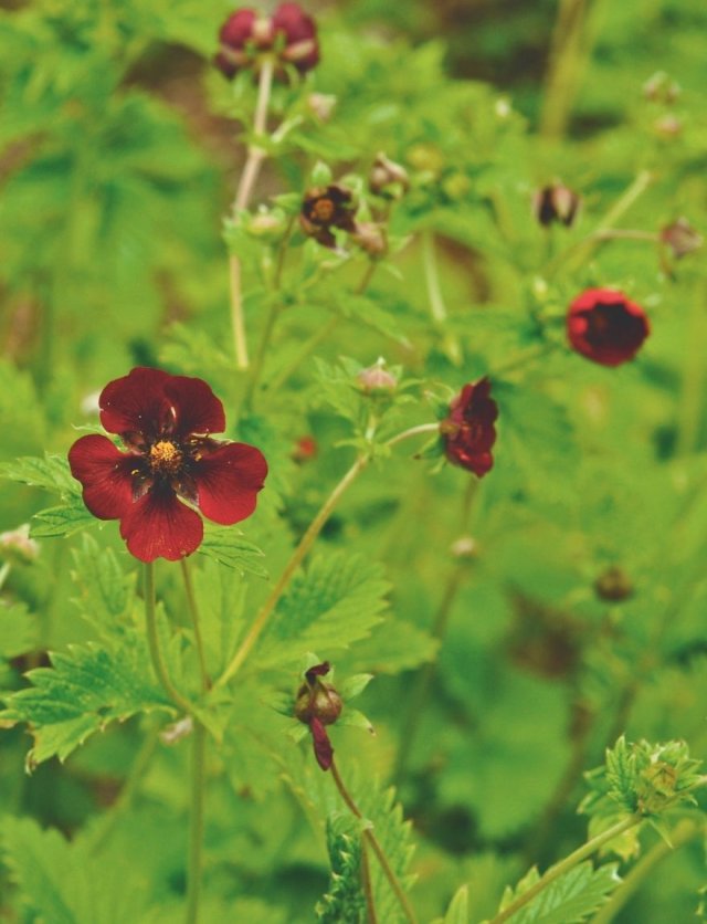 Ganzerik (Potentilla): sterk, laag en slakbestendig