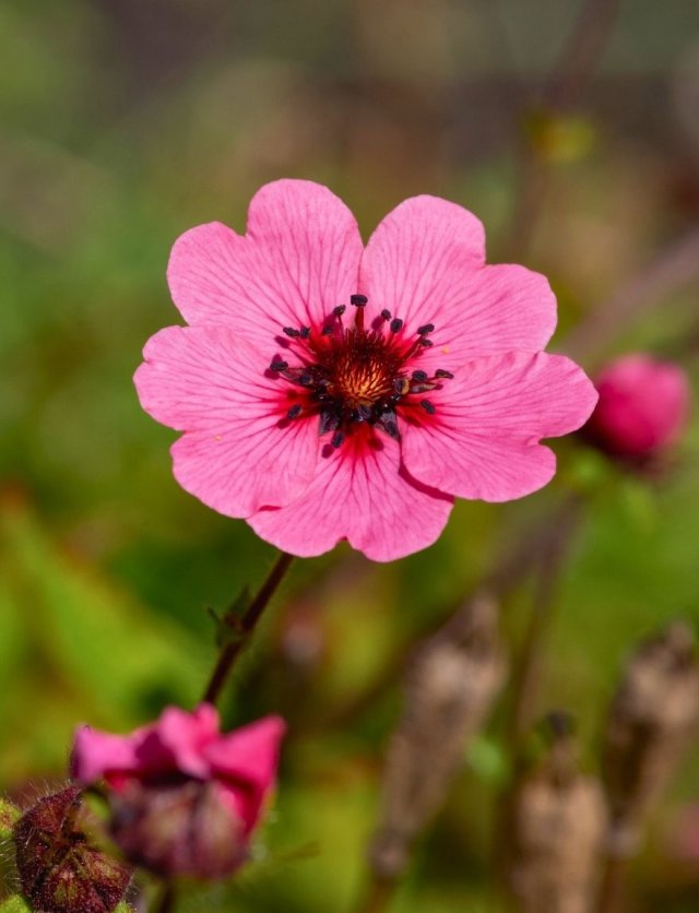 Ganzerik (Potentilla): sterk, laag en slakbestendig