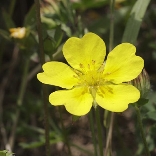 Zelf Potentilla zaaien