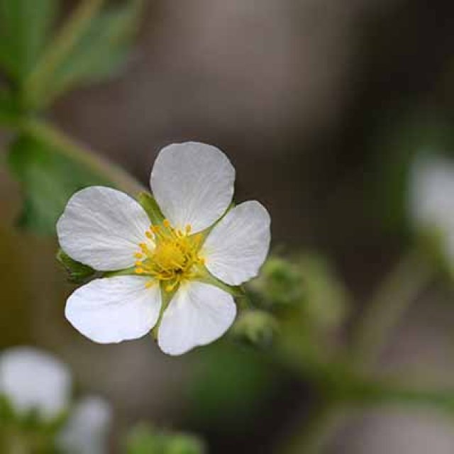 Zelf Potentilla zaaien