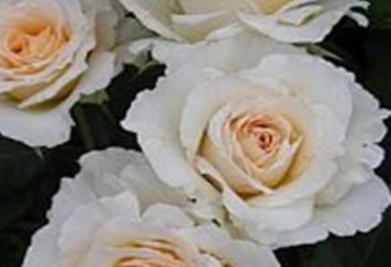 Lijst Excellence Rozen