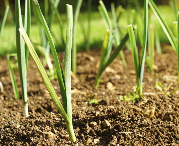 Zaaien in de moestuin