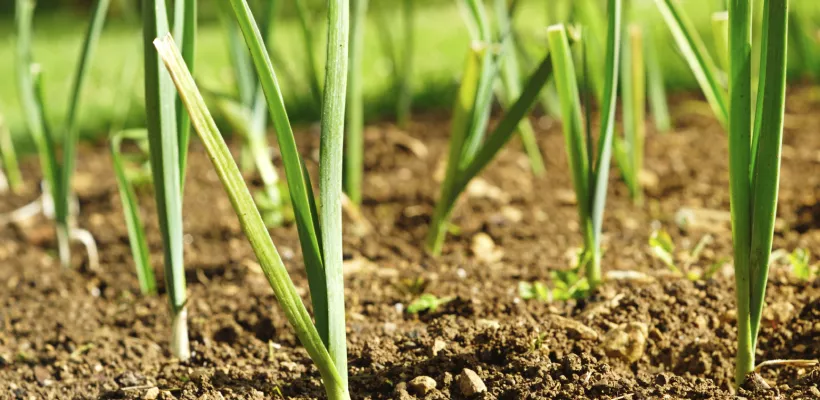 Zaaien in de moestuin
