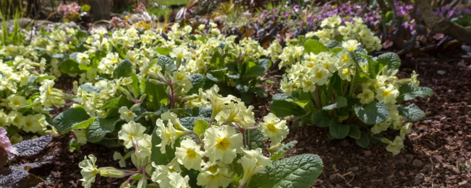 Afbeelding Bestel Primula ‘Moneygall’