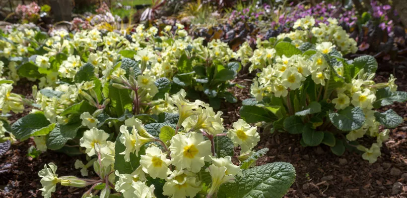 Bestel Primula ‘Moneygall’
