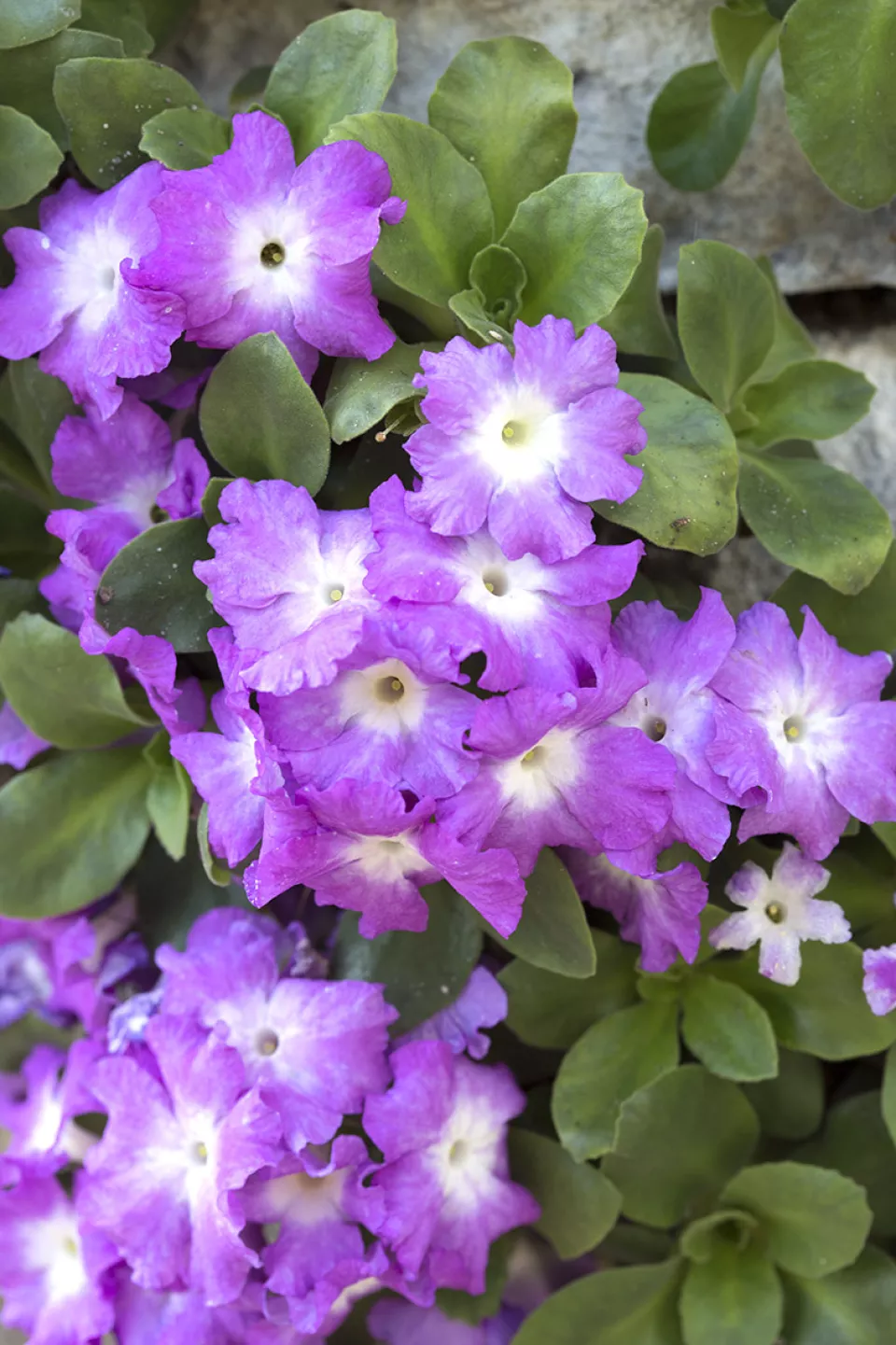 Afbeelding Primula allionii