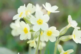 Natte wadi of droge zomer: vier planten die het allebei redden