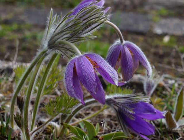 Zelf vaste planten zaaien heemst, Pulsatilla en meer
