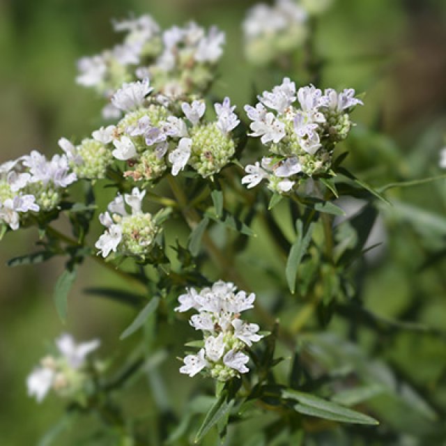 De beste droogteplanten