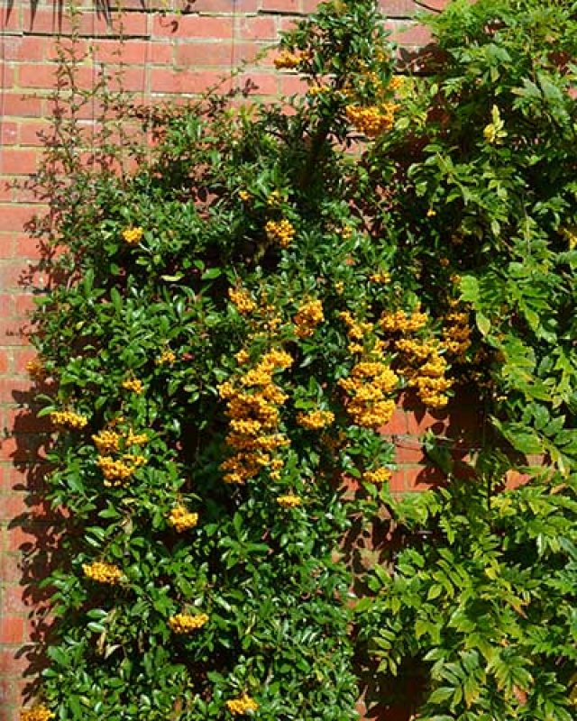 Knappe klimmers: de beste klim- en leiplanten voor elke tuin