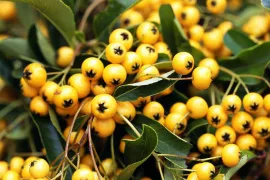 Pyracantha coccinea ‘Soleil d’Or’