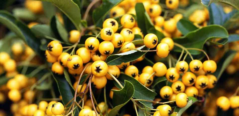 Afbeelding Pyracantha coccinea ‘Soleil d’Or’