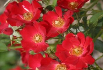 Lijst Excellence Rozen