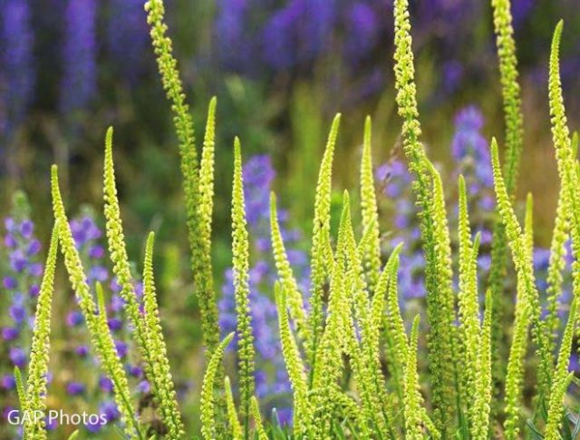 Zaaien voor een natuurlijke tuin