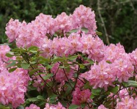 Rhododendron planten (video)