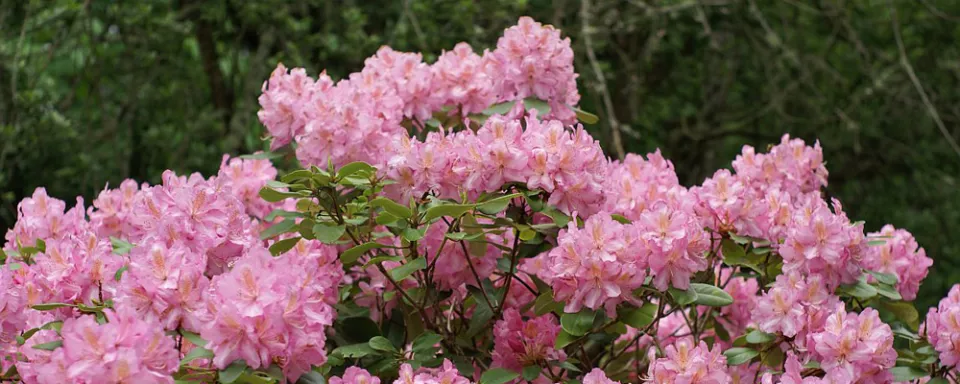 Afbeelding Rhododendron planten (video)