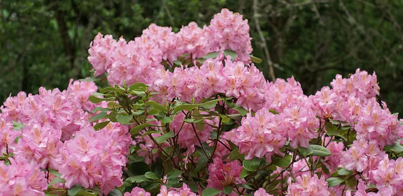 Rhododendron planten (video)