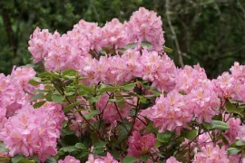 Rhododendron planten (video)